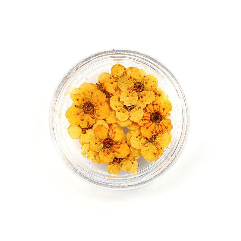 Pressed Cherry Blossom
