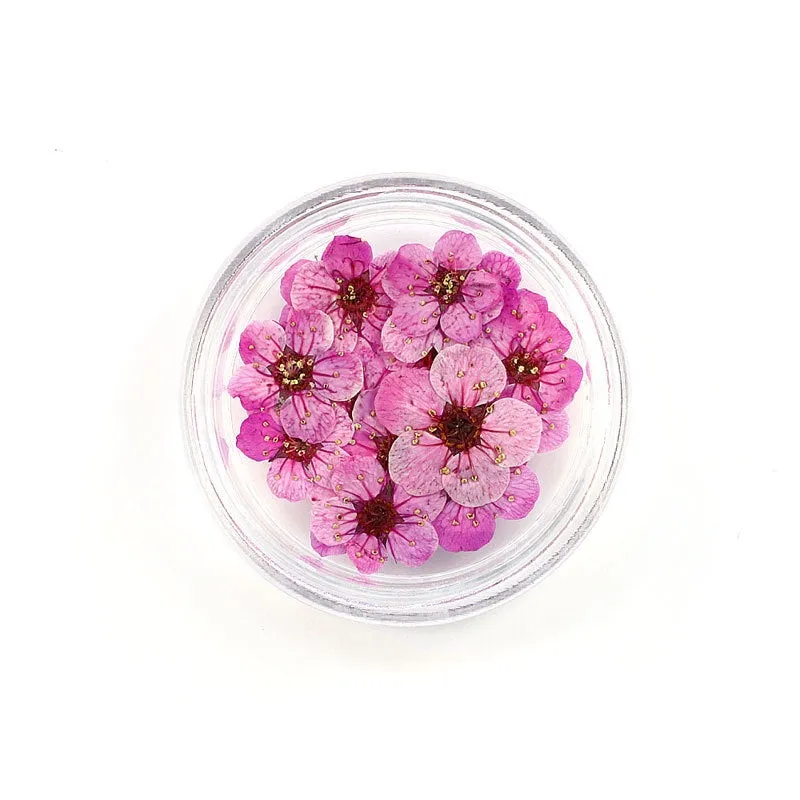 Pressed Cherry Blossom