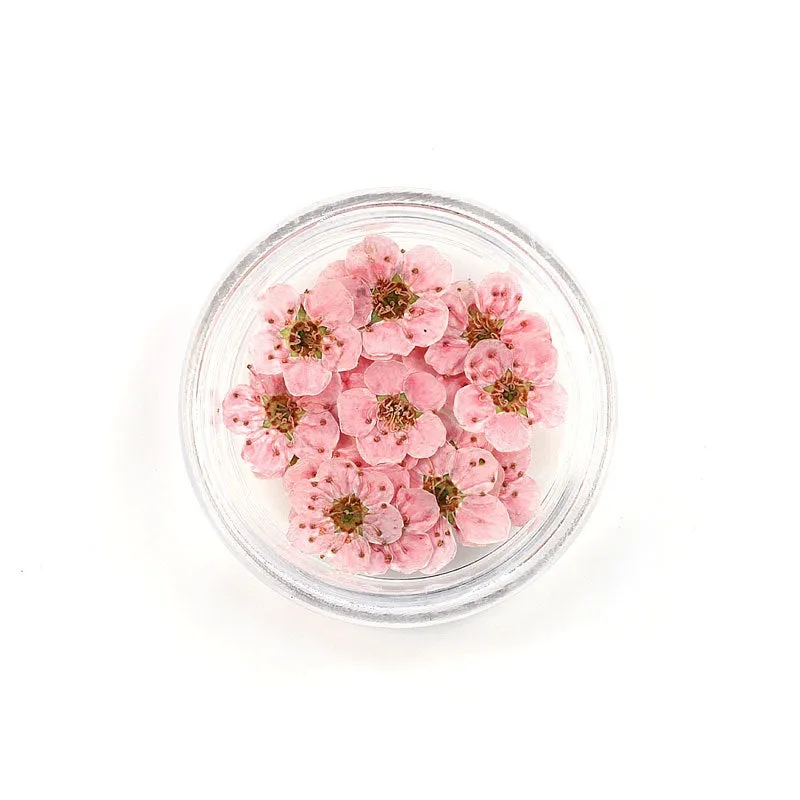 Pressed Cherry Blossom