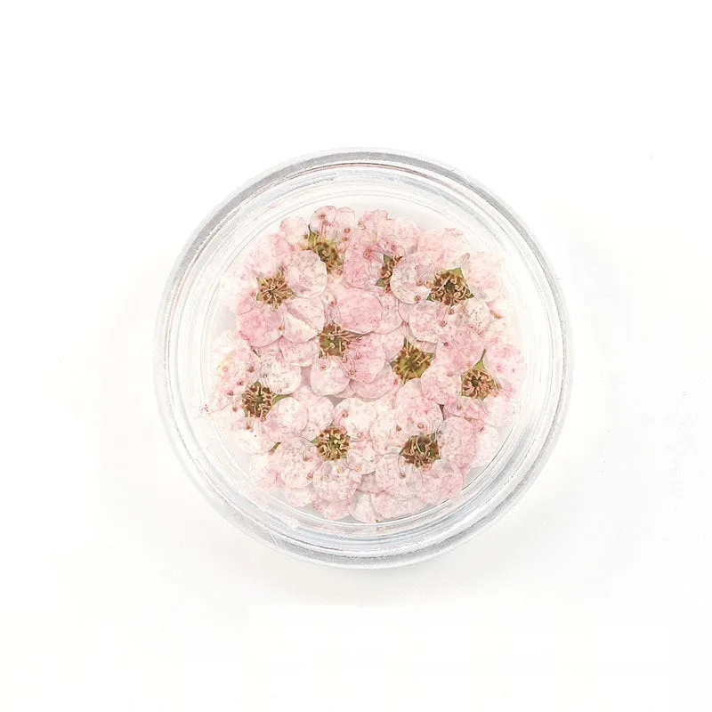 Pressed Cherry Blossom